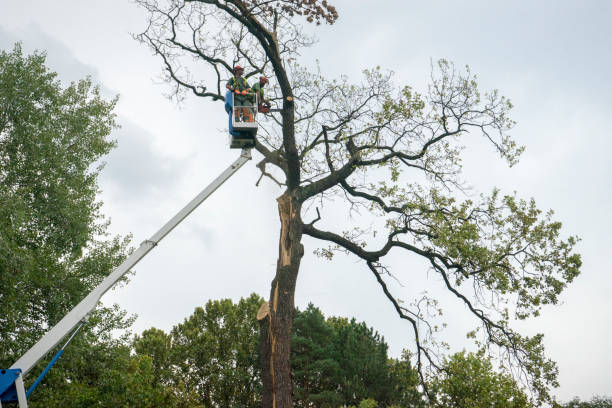 Best Tree Health Inspection  in Cherry Hill Mall, NJ